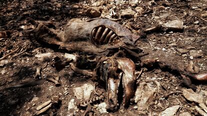 Restos óseos en regados por el bosque de 2.000 metros que rodea la 'Granja del Terror', en Burgos.