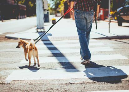 Un noi passeja el gos per la ciutat.