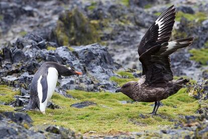 Un pingüino papúa '(Pygosceles papua)' desafía amenazante a un skua pardo '(Catharacta antarctica lonnbergi)'