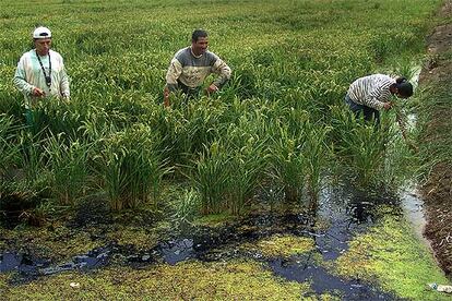 Tres jornaleros arracan malas hierbas en un arrozal del Delta del Ebro (Tarragona).