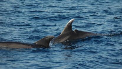 Delfines frente al Cabo de Creus, en Gerona.  