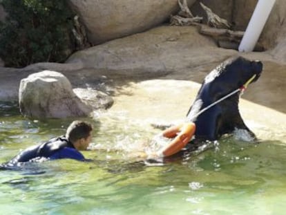 Oceanogràfic de Valencia, Generalitat y Ministerio de Defensa lanzan un proyecto para usar a estos mamíferos en el rescate de personas