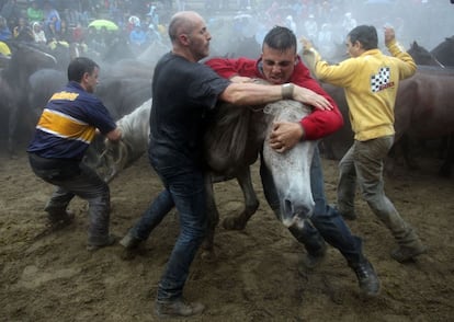 El trabajo de los aloitadores en el "curro" es por su peligrosidad, el acto más espectacular de la fiesta. Todos los años algún aloitador resulta herido.