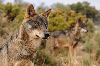 Ejemplar de Lobo Ibérico..