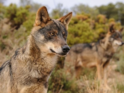 Ejemplar de Lobo Ibérico..