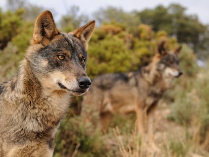 Ejemplar de lobo ibérico.