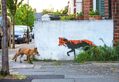 Matthew fotografa raposas perto de sua casa no norte de Londres há mais de um ano e, desde então, vendo essa arte de rua, sonhava em capturar essa imagem. Após incontáveis horas e muitas tentativas fracassadas, sua persistência foi recompensada.