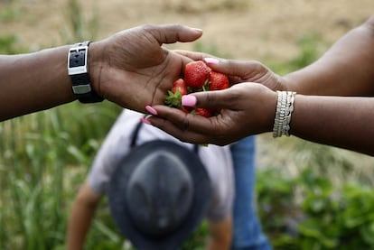 James Chase, a la izquierda, entrega fresas frescas a su esposa Shawnta mientras visita una granja de la familia menonita en New Holland, Pensilvania (EE UU).