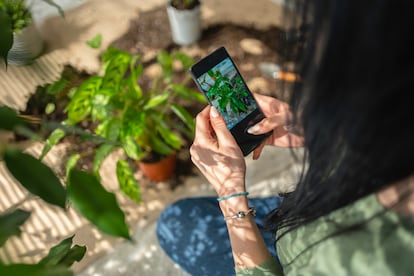 Mejores ‘apps’ para identificar especies en la naturaleza