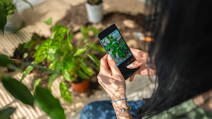Una mujer saca una foto a una planta.