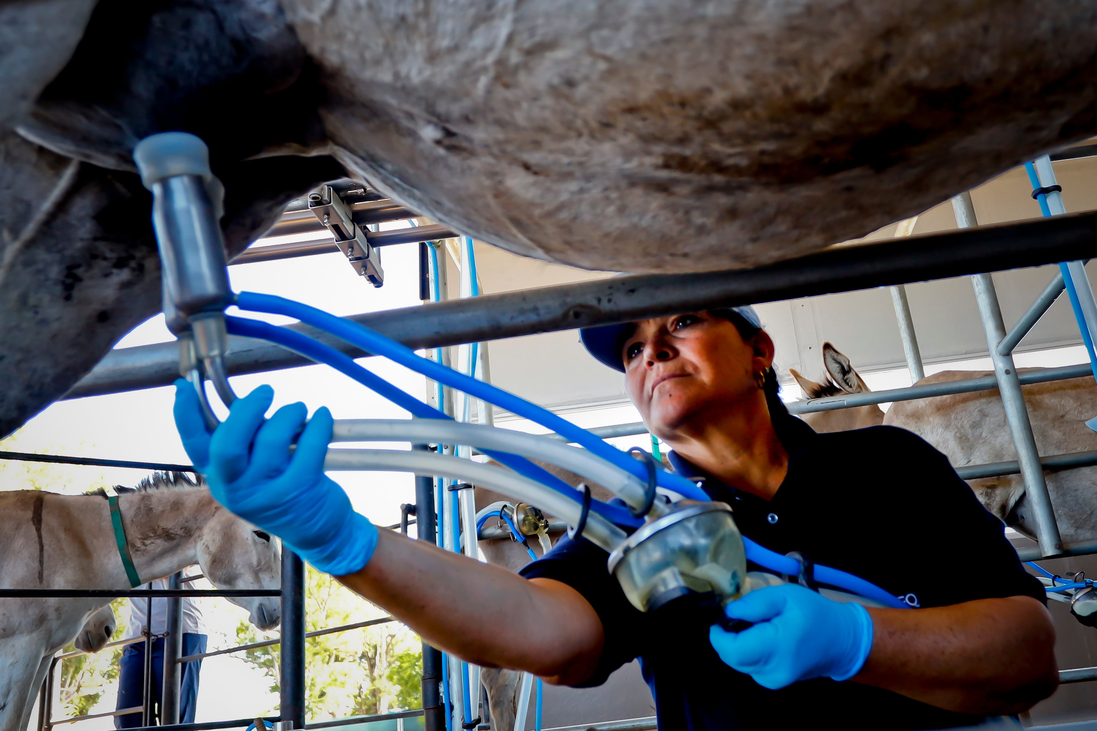 Tambo de la empresa Equslac que produce y extrae la leche de las burras.