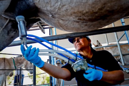 Tambo de la empresa Equslac que produce y extrae la leche de las burras.