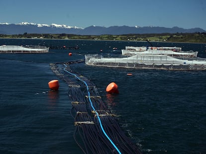 Las redes de contención de salmón flotan en una piscifactoría en el lago Llanquihue, cerca de Puerto Montt, Chile.