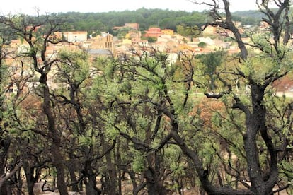 Los brotes verdes pueblan los alcornoques, con el pueblo de Agullana al fondo.