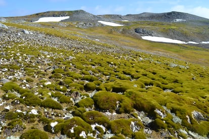 Superficie de la isla Ardley, en la Antártida, cubierta por vegetación.