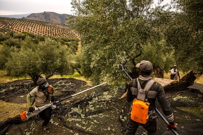 Una cuadrilla recolecta la aceituna en una de las explotaciones ecológicas de la zona de Mogón (Jaén), que sufre menos la falta de agua debido a la cubierta vegetal que recubre el suelo alrededor de los olivos y que permite mantener la humedad durante más tiempo.
