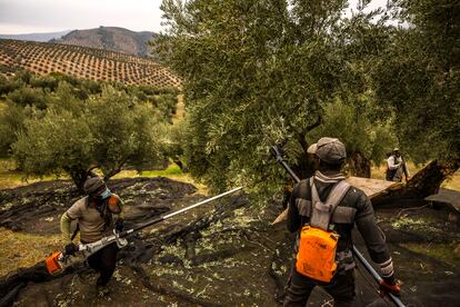 Una cuadrilla recolecta la aceituna en una de las explotaciones ecológicas de la zona de Mogón (Jaén), que sufre menos la falta de agua debido a la cubierta vegetal que recubre el suelo alrededor de los olivos y que permite mantener la humedad durante más tiempo.