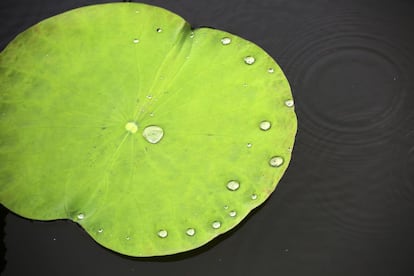 Gotas de lluvia sobre un nenúfar en la isla de Koh Samui, Tailandia.