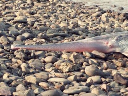 Un pez remo gigante hallado cerca de la represa de Gezhouba (China) en 1993.