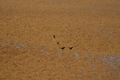 Birds walk on a floating sargassum patch off the coast of Tulum, Mexico; August 2022.
