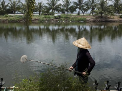 Erosión y cultivos al sur de Vietnam