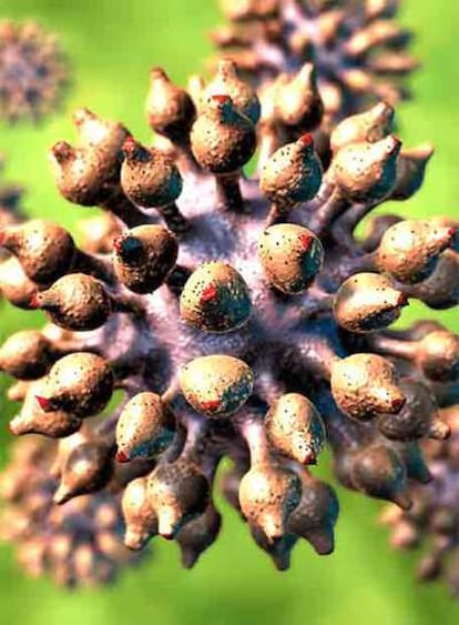 Imagen de un virus del papiloma humano.