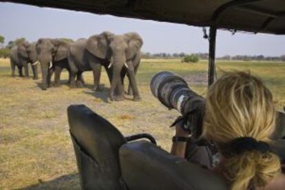Fotografiado una manada de elefantes en la reserva de Moremi, en Botsuana.