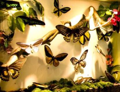 Varios tipos de mariposas en el centro.