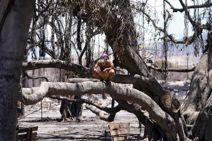 A man sits on the Lahaina historic banyan tree damaged by a wildfire on Friday, Aug. 11, 2023, in Lahaina, Hawaii.