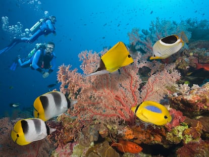 Two Scuba Divers swimming over Colorful Tropical Coral Reef, with two Pacific Double-saddle Butterflyfish (Chaetodon ulietensis), Big Longnose Butterflyfish (Forcipiger longirostris), Blue-spot Butterflyfish (Chaetodon plebeius), and a Saddled Butterflyfish (Chaetodon ephippium),  Great Barrier Reef, Coral Sea, South Pacific Ocean, Australia.  (Digital Composite)