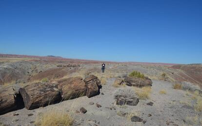 Entre las zonas condenadas aal avance de la sequía está el ya seco Parque Nacional del Bosque Petrificado de Arizona, en EE UU.