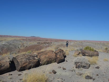 Entre las zonas condenadas aal avance de la sequía está el ya seco Parque Nacional del Bosque Petrificado de Arizona, en EE UU.
