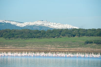 Aves como los flamencos tienen en las marismas de Barbate, gestionadas por pescados Lubimar, punto de parada habitual, gracias a la biodiversidad que genera el manejo de los esteros.