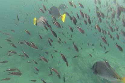 Desde que se establecieron en 2012, el tamaño y la cantidad de peces que se encuentran en las zonas de refugio ha aumentado un 30%.