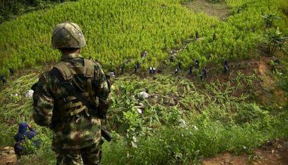 Erradicadores de cultivos de coca em Antioquia.