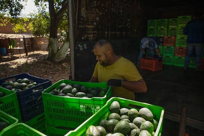 Productores de aguacate en Michoacán