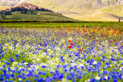 Llanura de Castelluccio, Umbria, Italia.