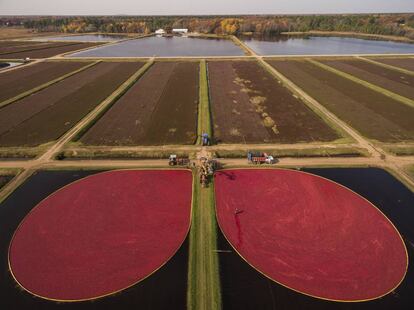 Cultivo de arándanos en Cranmoor, Wisconsin.