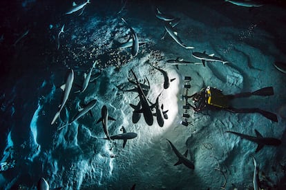 A diver swims among 700 gray sharks hunting for prey.