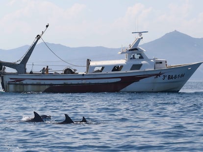 Delfines junto a un barco de pesca en la costa catalana.