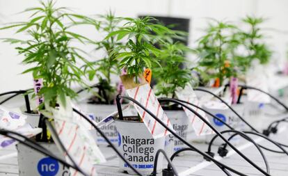 Pequeñas plantas de marihuana en Ontario, Canada.