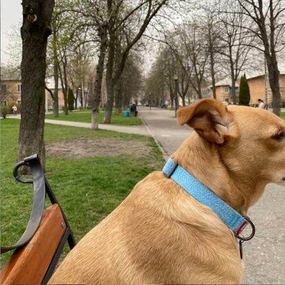 Foto del 9 de abril de su perra en un parque de Kremenchuk. "Doy paseos por la ciudad sola porque mis amigos se han ido", asegura.  