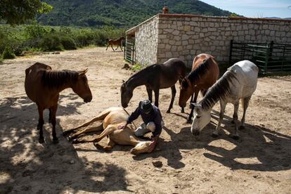 El hombre, de 57 años, que pasó muchos años en la selva patagónica viviendo con caballos, utiliza los animales para que los pacientes interpreten y controlen sus emociones.