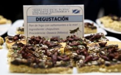 Pan de higo con saltamontes a la miel, una de las degustaciones de la I jornada de gastronomía con insectos de la Universidad de Alicante.