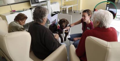 La investigación contra el alzhéimer y otras demencias se ayuda también de las mascotas. En el Centro de Referencia Estatal de Salamanca los perros forman parte de las sesiones para la estimulación de la memoria y de la emotividad. En la foto el labrador Moka interactúa con tres pacientes.