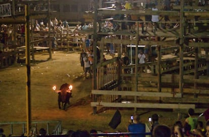 'Bou embolat" en Deltebre, Tarragona, en 2012.