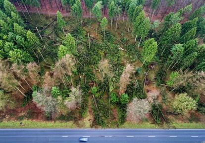 Vista aérea de un coche a su paso por una carretera junto a árboles caídos por la tormenta Friederike en Kleve (Alemania).