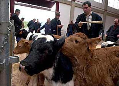 Terneras a la venta en un mercado ganadero en Galicia, el pasado noviembre.