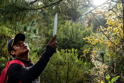 La herramienta principal de los hongueros del bosque es el cuchillo. 