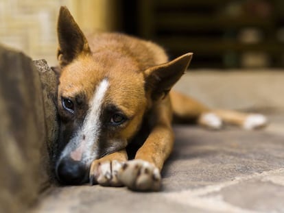 Se abandonan 375 mascotas cada día. Cinco preguntas para saber si deberías tener una mascota